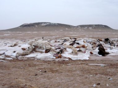 ゾドの発⽣翌⽇に集められた家畜の死がい（2010年3⽉、ドンドゴビ県サインツァガーン郡）
