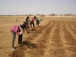 水を有効利用する簡易技術“ザイ”に取り組む村人